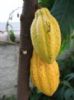 Cocoa Extract